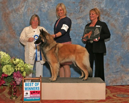 Reiny - GCH Reinette of Anduin TDX, HIs, ABTC WB, BOW 2016